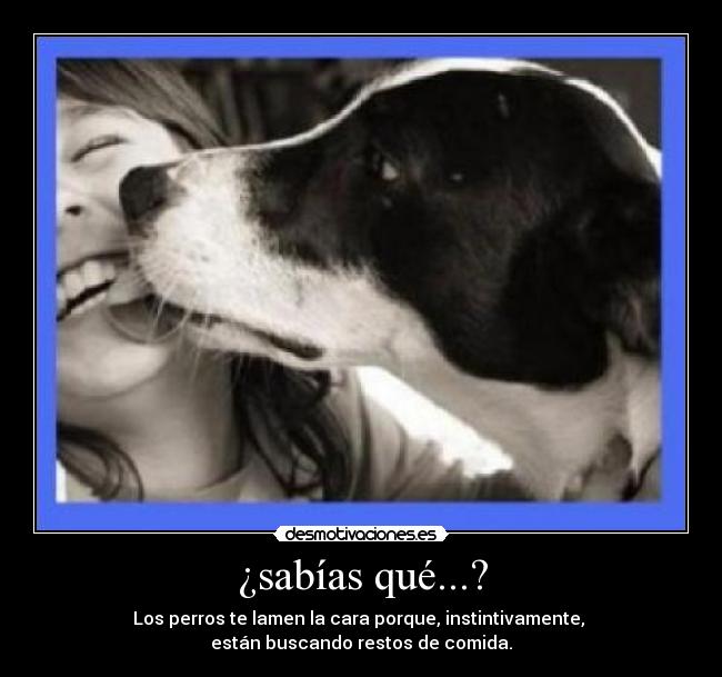 ¿sabías qué...? - Los perros te lamen la cara porque, instintivamente, 
están buscando restos de comida.