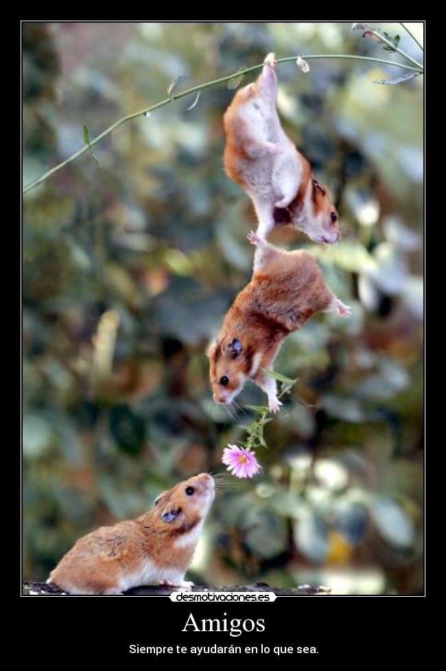 Amigos -