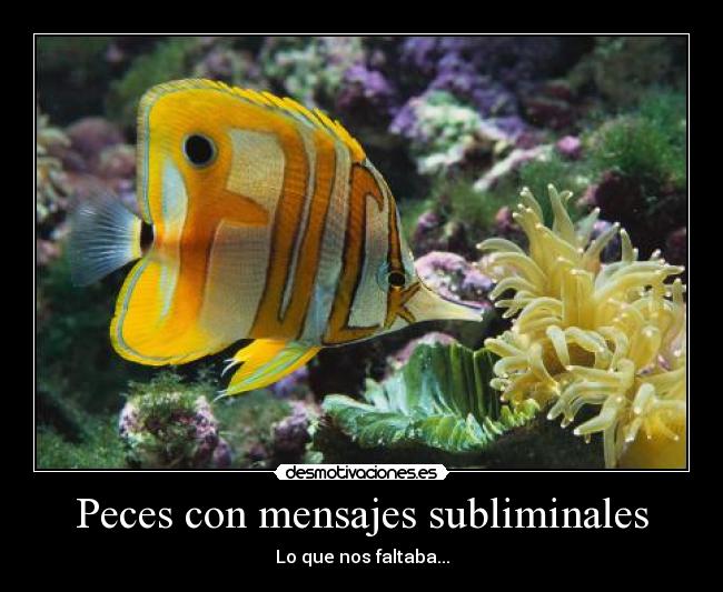 carteles peces desmotivaciones