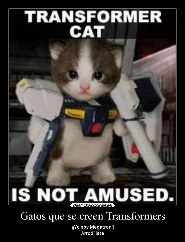Gatos que se creen Transformers - 