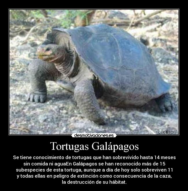 carteles two desmotivaciones