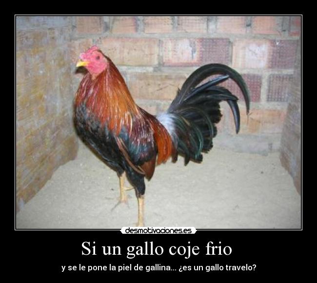 Si un gallo coje frio - y se le pone la piel de gallina... ¿es un gallo travelo?