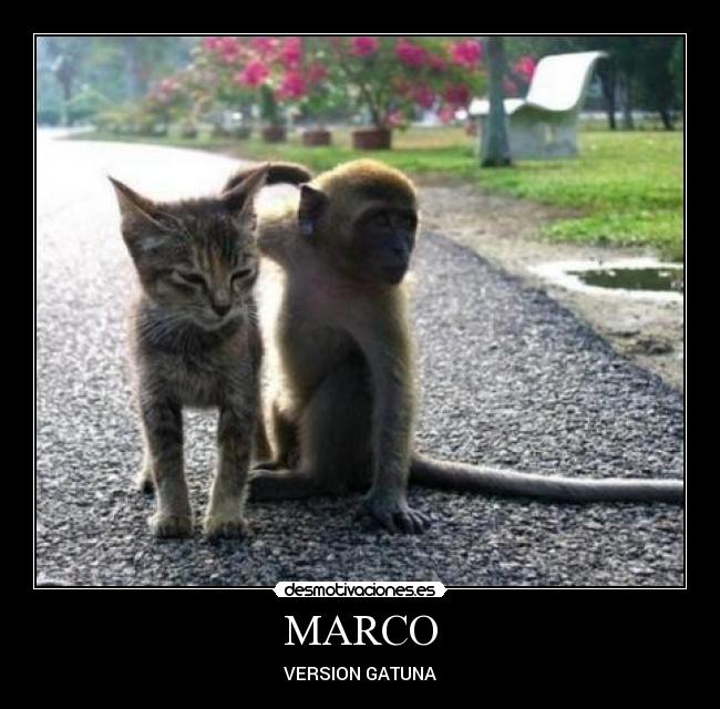 MARCO - VERSION GATUNA