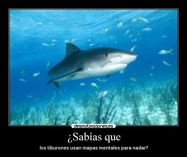 ¿Sabías que - los tiburones usan mapas mentales para nadar?