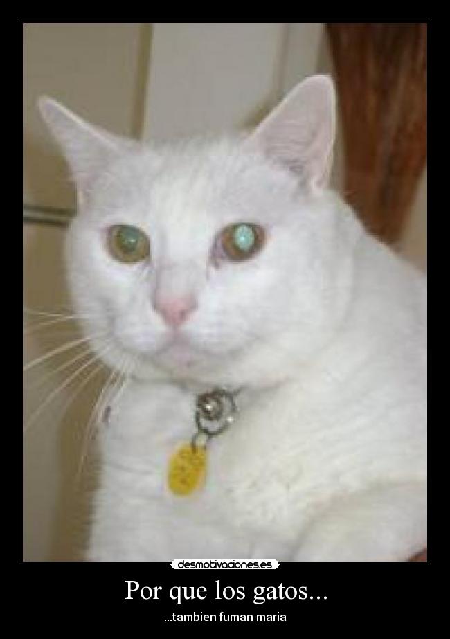Por que los gatos... - 