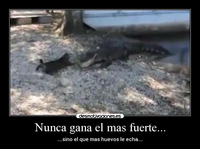 Nunca gana el mas fuerte... - 