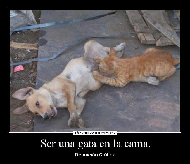 Ser una gata en la cama. - Definición Gráfica