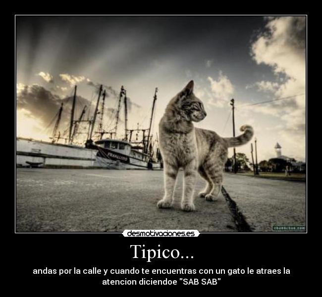 Tipico... - 
