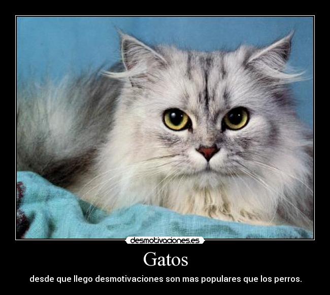Gatos -