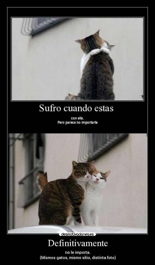 Definitivamente - no le importa.
(Mismos gatos, mismo sitio, distinta foto)