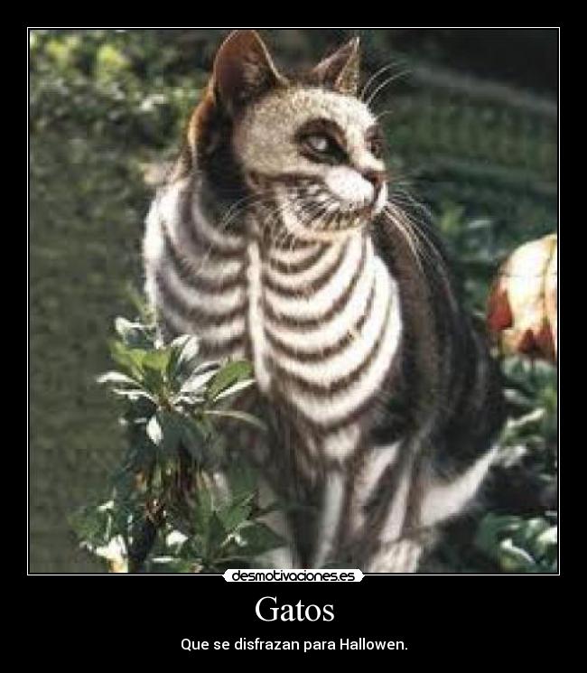 Gatos - 