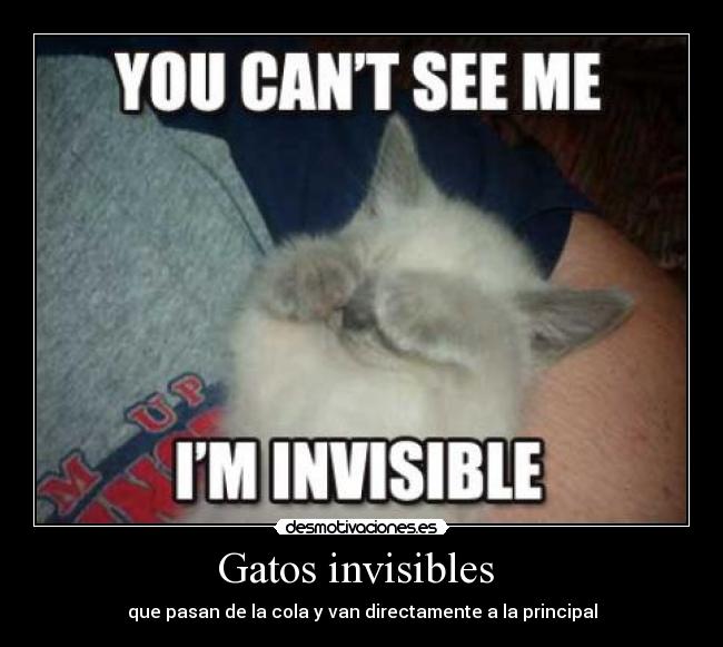Gatos invisibles  - 