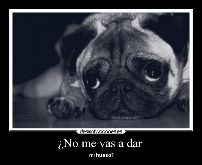 ¿No me vas a dar - mi hueso?