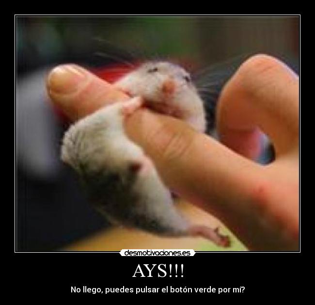 AYS!!! -