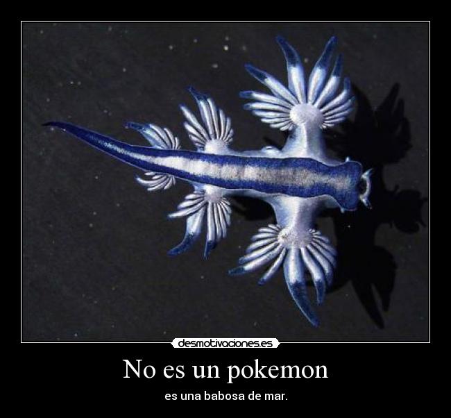 No es un pokemon - es una babosa de mar.