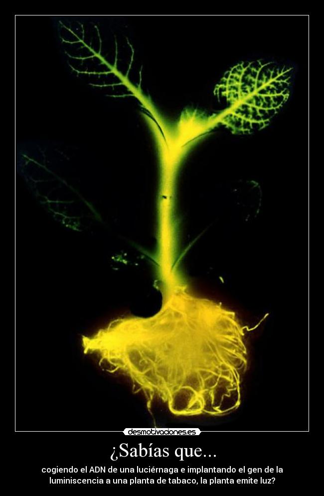 ¿Sabías que... - cogiendo el ADN de una luciérnaga e implantando el gen de la
luminiscencia a una planta de tabaco, la planta emite luz?