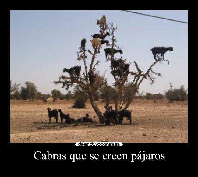 Cabras que se creen pájaros -