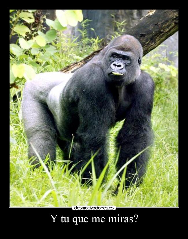 Y tu que me miras? - 