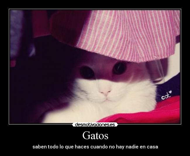Gatos - 