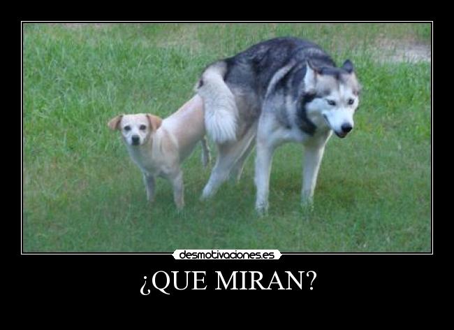 ¿QUE MIRAN? - 