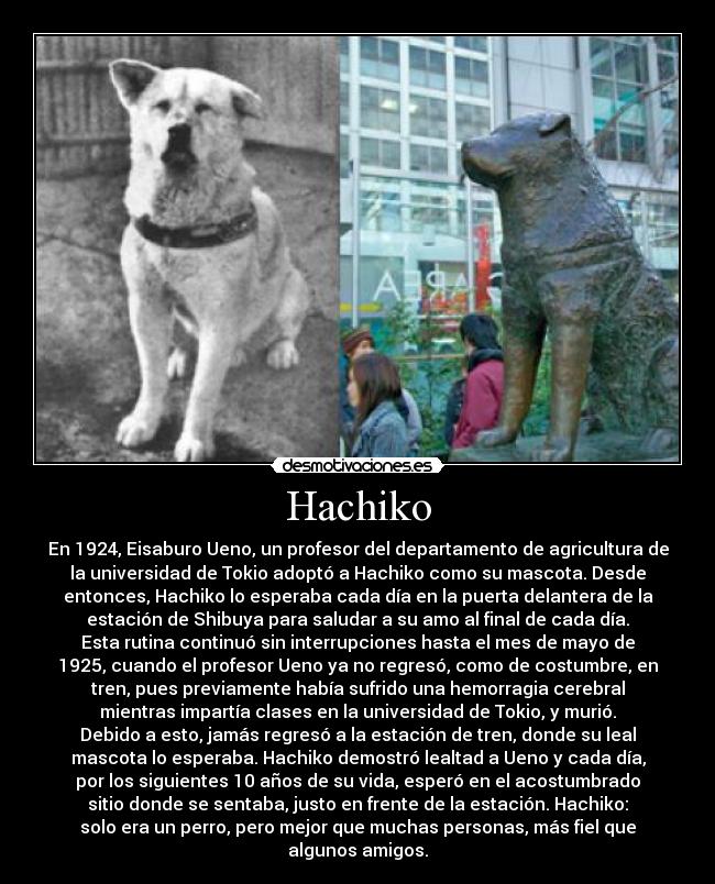 Hachiko - En 1924, Eisaburo Ueno, un profesor del departamento de agricultura de
la universidad de Tokio adoptó a Hachiko como su mascota. Desde
entonces, Hachiko lo esperaba cada día en la puerta delantera de la
estación de Shibuya para saludar a su amo al final de cada día.
Esta rutina continuó sin interrupciones hasta el mes de mayo de
1925, cuando el profesor Ueno ya no regresó, como de costumbre, en
tren, pues previamente había sufrido una hemorragia cerebral
mientras impartía clases en la universidad de Tokio, y murió.
Debido a esto, jamás regresó a la estación de tren, donde su leal
mascota lo esperaba. Hachiko demostró lealtad a Ueno y cada día,
por los siguientes 10 años de su vida, esperó en el acostumbrado
sitio donde se sentaba, justo en frente de la estación. Hachiko:
solo era un perro, pero mejor que muchas personas, más fiel que
algunos amigos.