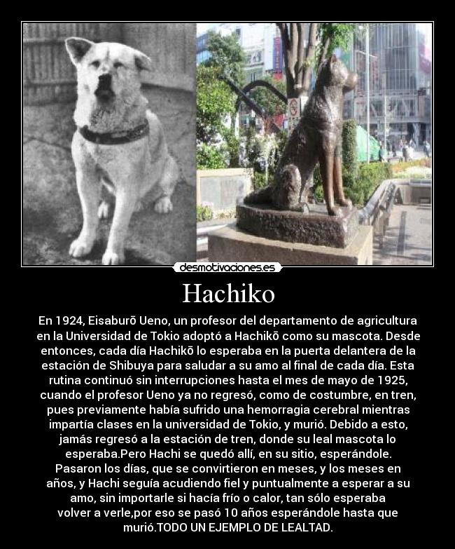 Hachiko - En 1924, Eisaburō Ueno, un profesor del departamento de agricultura
en la Universidad de Tokio adoptó a Hachikō como su mascota. Desde
entonces, cada día Hachikō lo esperaba en la puerta delantera de la
estación de Shibuya para saludar a su amo al final de cada día. Esta
rutina continuó sin interrupciones hasta el mes de mayo de 1925,
cuando el profesor Ueno ya no regresó, como de costumbre, en tren,
pues previamente había sufrido una hemorragia cerebral mientras
impartía clases en la universidad de Tokio, y murió. Debido a esto,
jamás regresó a la estación de tren, donde su leal mascota lo
esperaba.Pero Hachi se quedó allí, en su sitio, esperándole.
Pasaron los días, que se convirtieron en meses, y los meses en
años, y Hachi seguía acudiendo fiel y puntualmente a esperar a su
amo, sin importarle si hacía frío o calor, tan sólo esperaba
volver a verle,por eso se pasó 10 años esperándole hasta que
murió.TODO UN EJEMPLO DE LEALTAD.