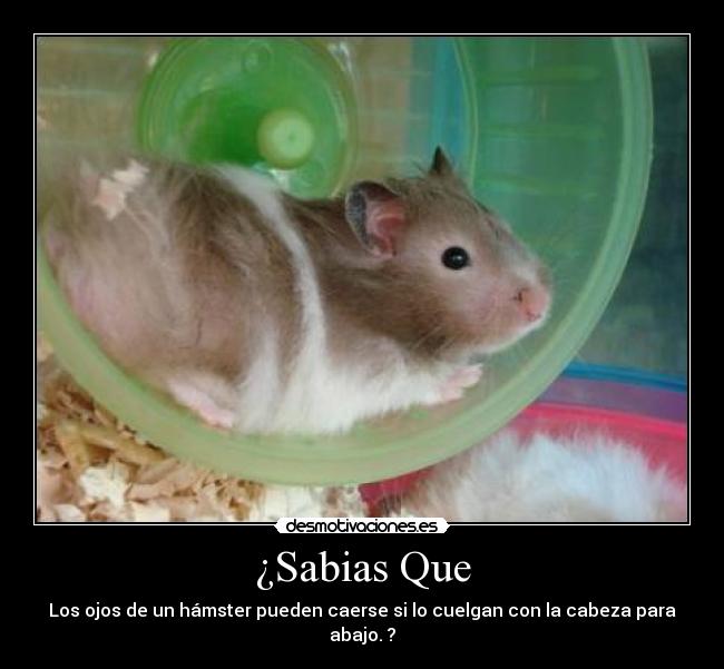 ¿Sabias Que - Los ojos de un hámster pueden caerse si lo cuelgan con la cabeza para abajo. ?
