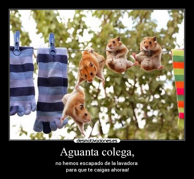 Aguanta colega, - no hemos escapado de la lavadora
para que te caigas ahoraa!
