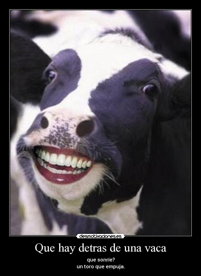 Que hay detras de una vaca -