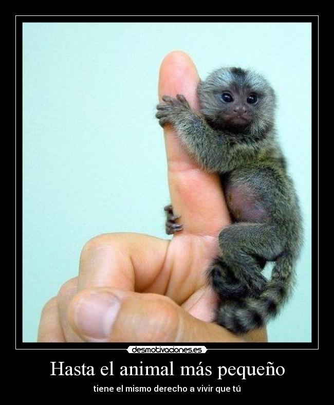 Hasta el animal más pequeño - tiene el mismo derecho a vivir que tú