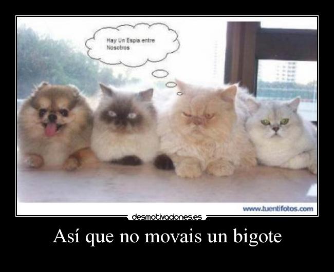 Así que no movais un bigote -