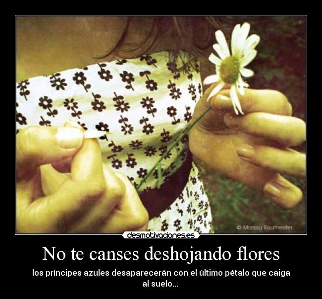 carteles cases deshojando flores desmotivaciones
