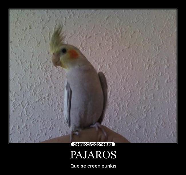 carteles erikreinerramofcilikesloldarkericlatypear desmotivaciones