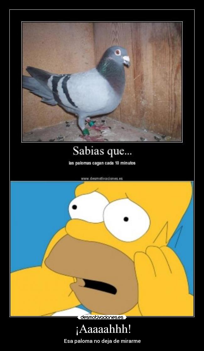 ¡Aaaaahhh! - Esa paloma no deja de mirarme