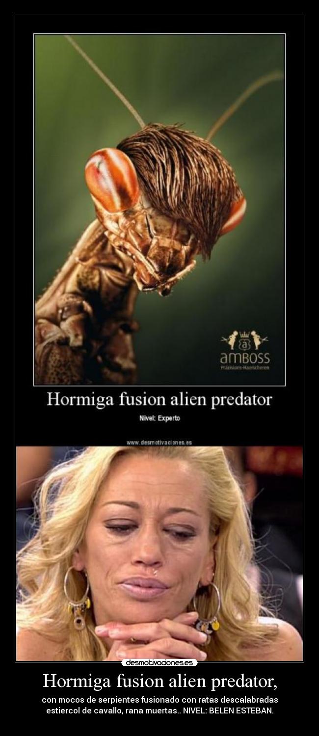 Hormiga fusion alien predator, - con mocos de serpientes fusionado con ratas descalabradas
estiercol de cavallo, rana muertas.. NIVEL: BELEN ESTEBAN.
