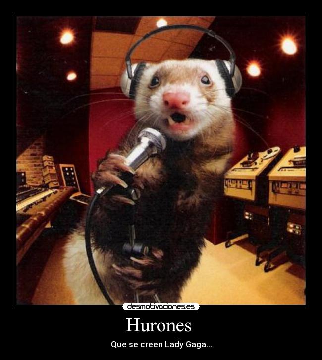 Hurones -