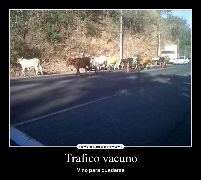 Trafico vacuno - 