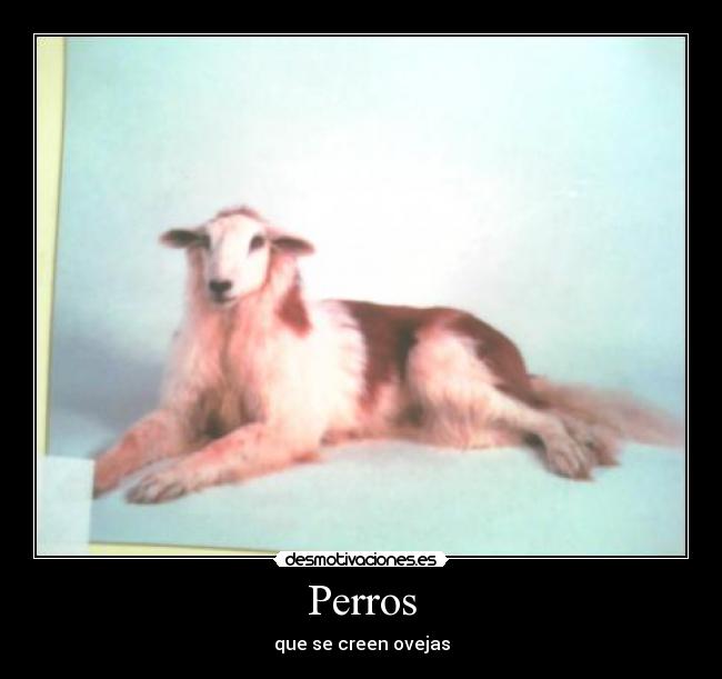 Perros -