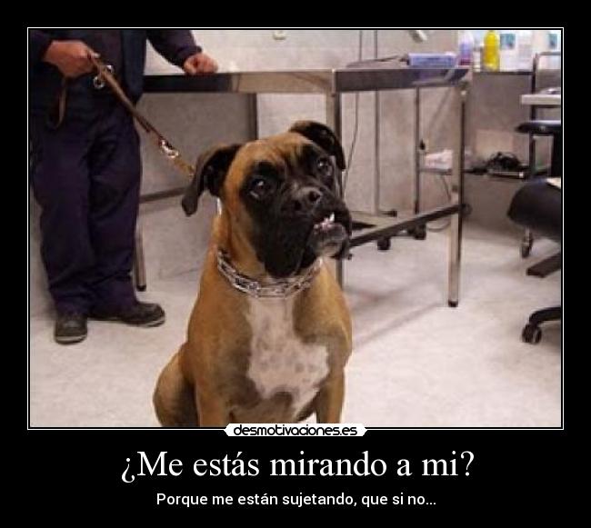 ¿Me estás mirando a mi? - Porque me están sujetando, que si no...