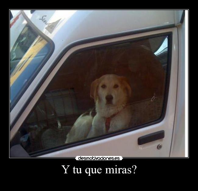 Y tu que miras? -