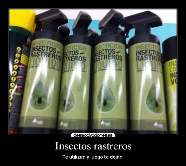 Insectos rastreros - 
