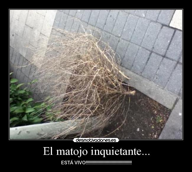 El matojo inquietante... - ESTÁ VIVO!!!!!!!!!!!!!!!!!!!!!!!!!!!!!!!!!!!!!!!