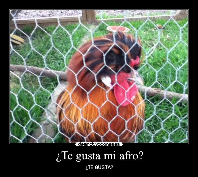 ¿Te gusta mi afro? - 