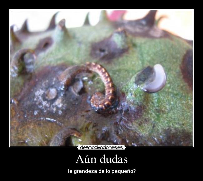 Aún dudas -