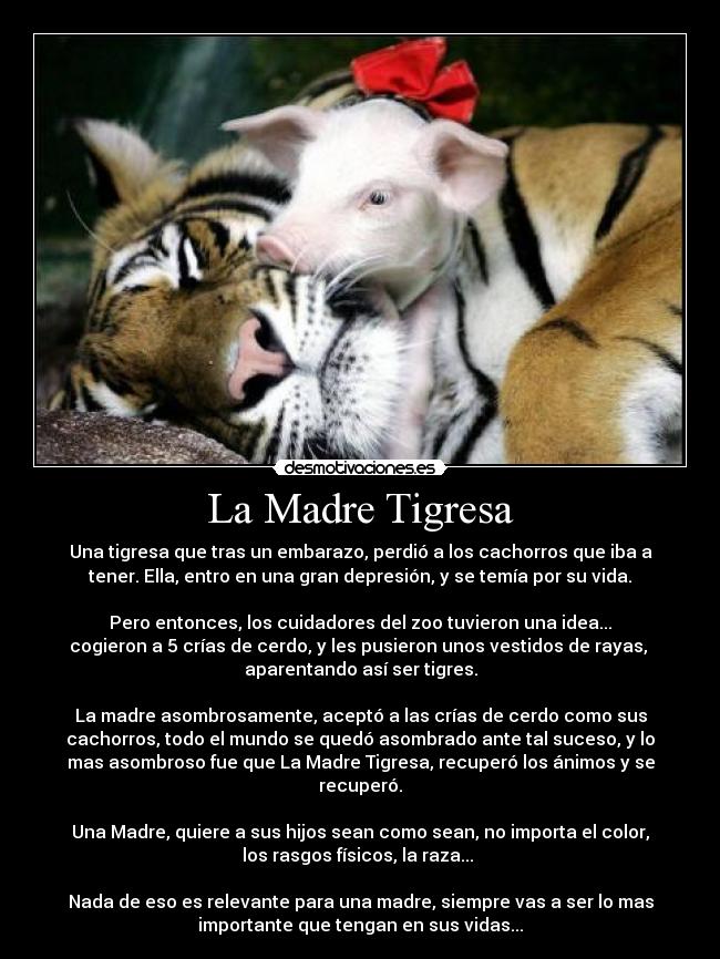 La Madre Tigresa - Una tigresa que tras un embarazo, perdió a los cachorros que iba a
tener. Ella, entro en una gran depresión, y se temía por su vida.
Pero entonces, los cuidadores del zoo tuvieron una idea...
cogieron a 5 crías de cerdo, y les pusieron unos vestidos de rayas,
aparentando así ser tigres.
La madre asombrosamente, aceptó a las crías de cerdo como sus
cachorros, todo el mundo se quedó asombrado ante tal suceso, y lo
mas asombroso fue que La Madre Tigresa, recuperó los ánimos y se
recuperó.
Una Madre, quiere a sus hijos sean como sean, no importa el color,
los rasgos físicos, la raza...
Nada de eso es relevante para una madre, siempre vas a ser lo mas
importante que tengan en sus vidas...