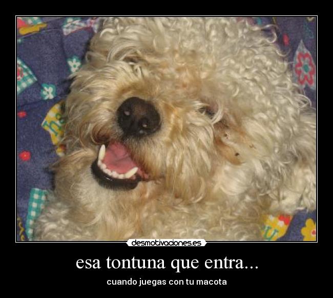 esa tontuna que entra... - cuando juegas con tu macota