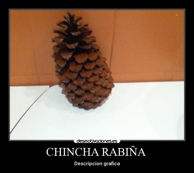 CHINCHA RABIÑA -