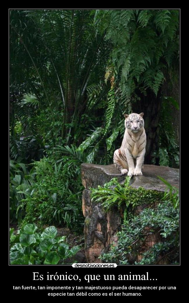 Es irónico, que un animal... -
