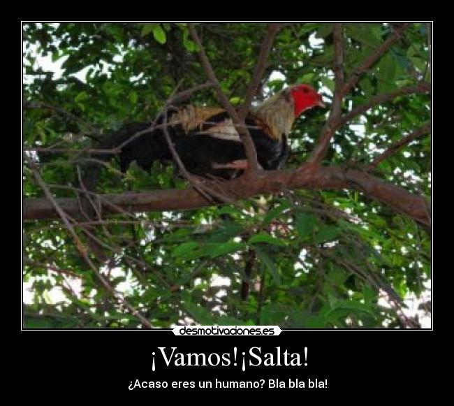 ¡Vamos!¡Salta! - ¿Acaso eres un humano? Bla bla bla!