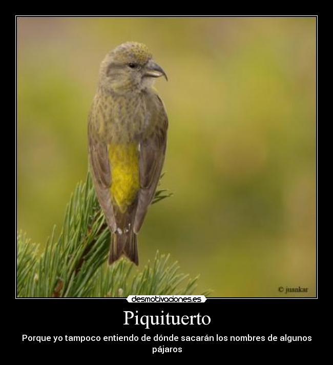 Piquituerto - Porque yo tampoco entiendo de dónde sacarán los nombres de algunos pájaros